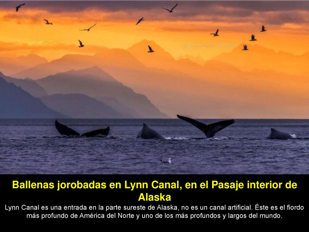 Ballenas jorobadas en Lynn Canal, en el Pasaje interior de Alaska
