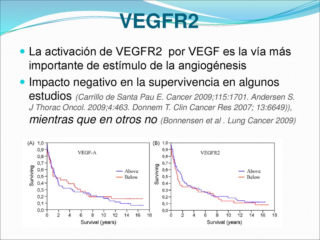 VEGFR2 La activación de VEGFR2 por VEGF es la vía más importante de estímulo de la angiogénesis.