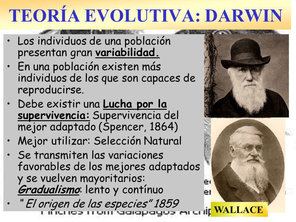 TEORÍA EVOLUTIVA: DARWIN