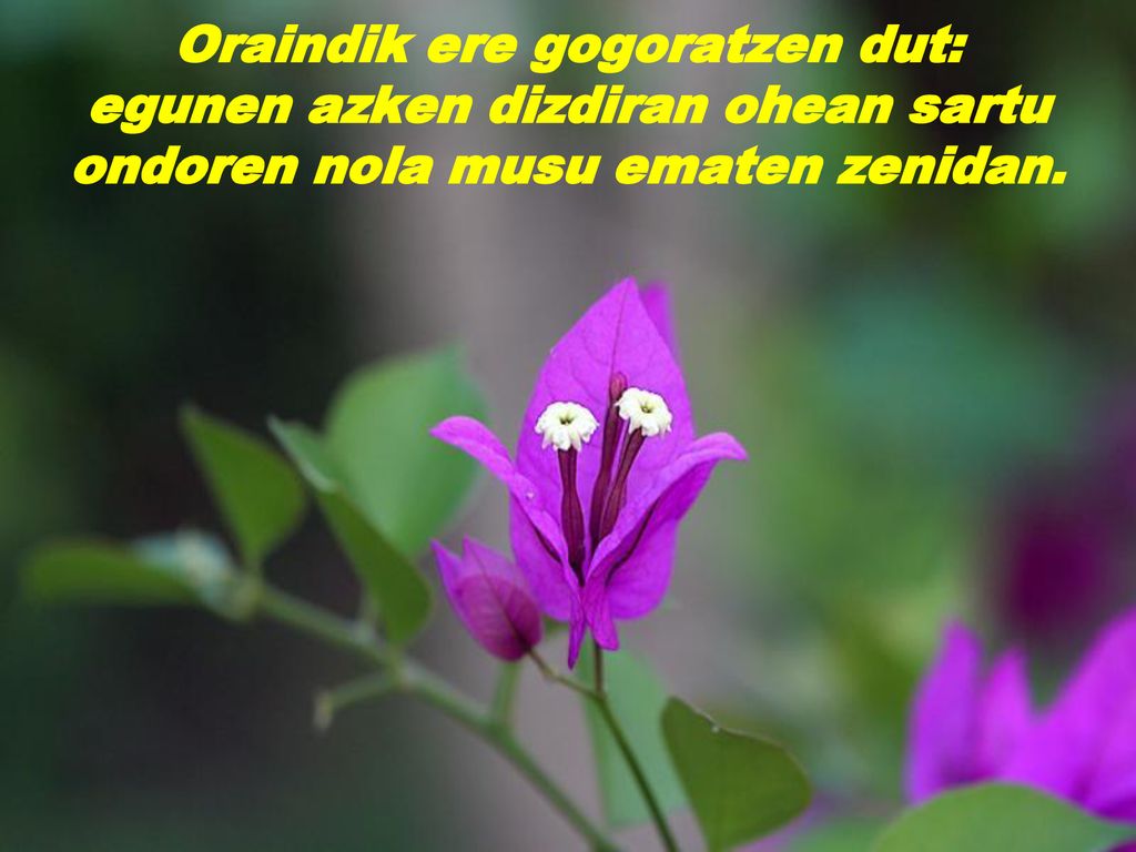 Oraindik ere gogoratzen dut: egunen azken dizdiran ohean sartu ondoren nola musu ematen zenidan.