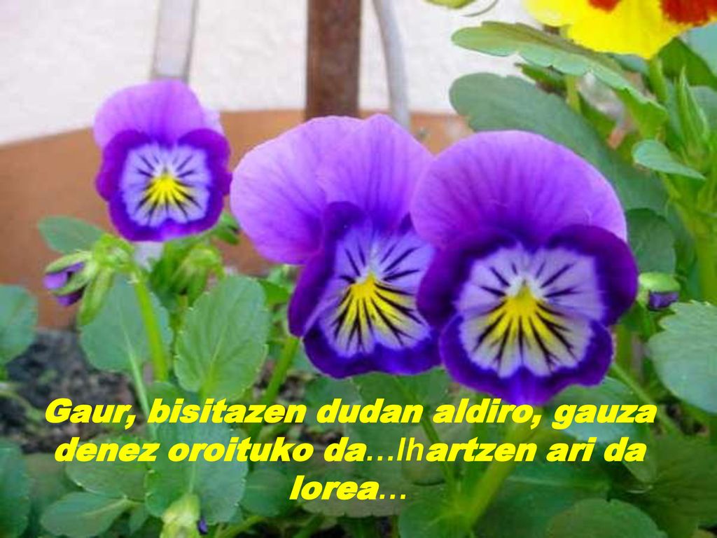 Gaur, bisitazen dudan aldiro, gauza denez oroituko da…Ihartzen ari da lorea…