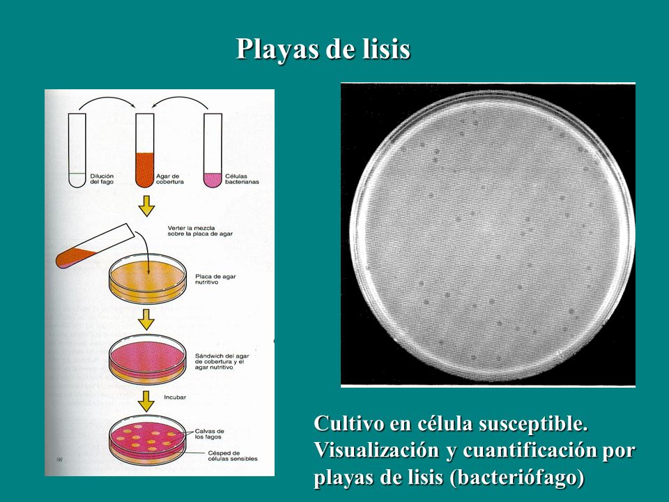 Playas de lisis Cultivo en célula susceptible.