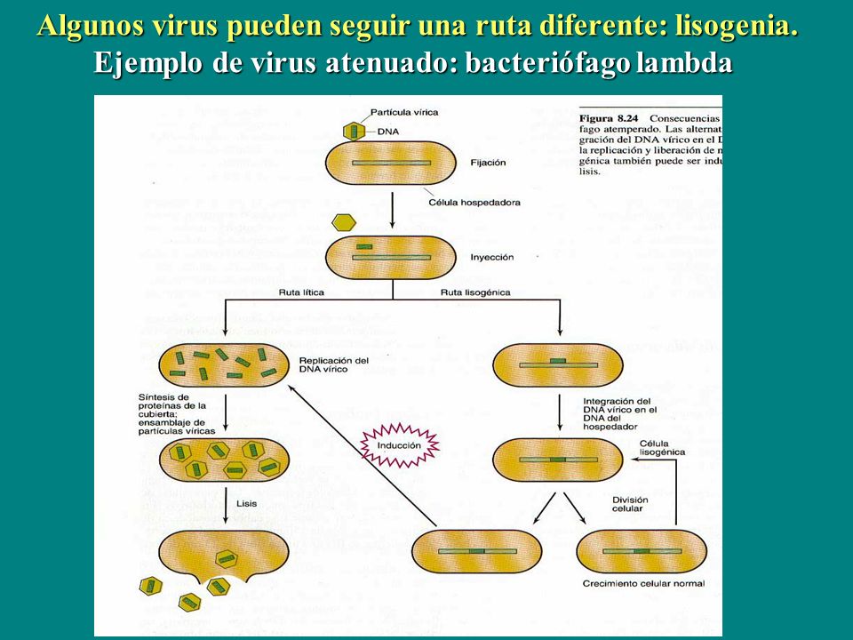 Algunos virus pueden seguir una ruta diferente: lisogenia