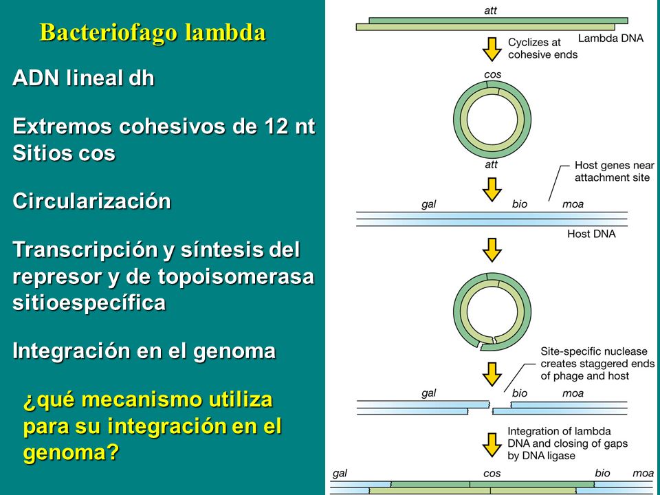 Bacteriofago lambda ADN lineal dh Extremos cohesivos de 12 nt