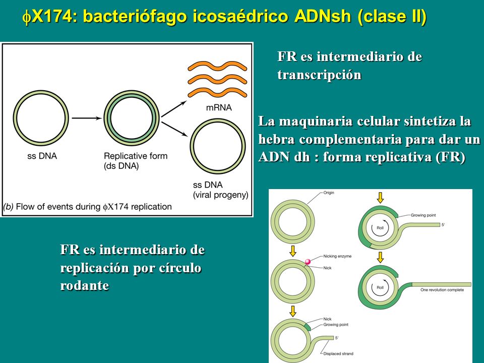 fX174: bacteriófago icosaédrico ADNsh (clase II)