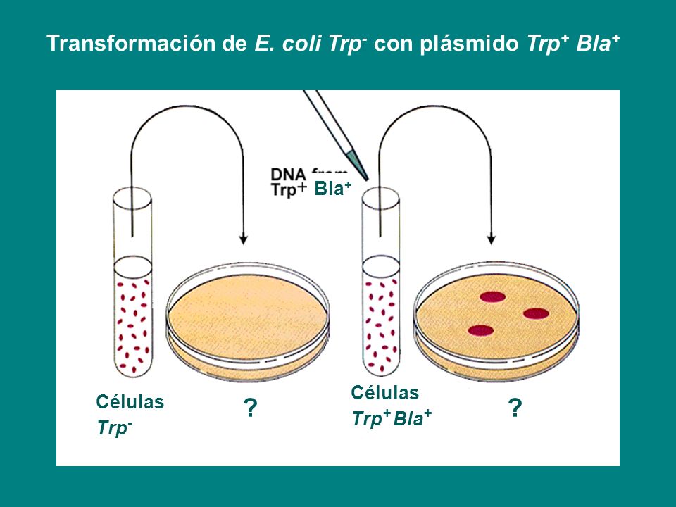 Transformación de E. coli Trp- con plásmido Trp+ Bla+ Bla+ Células