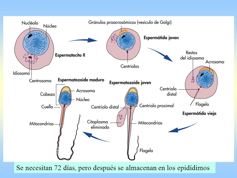 Se necesitan 72 días, pero después se almacenan en los epidídimos