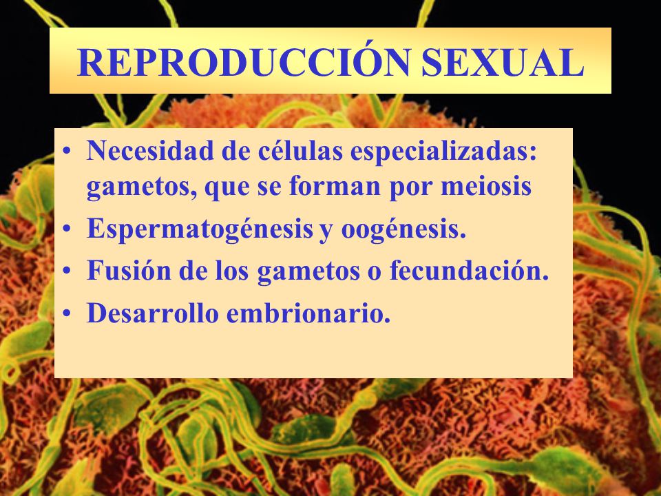 REPRODUCCIÓN SEXUAL Necesidad de células especializadas: gametos, que se forman por meiosis. Espermatogénesis y oogénesis.