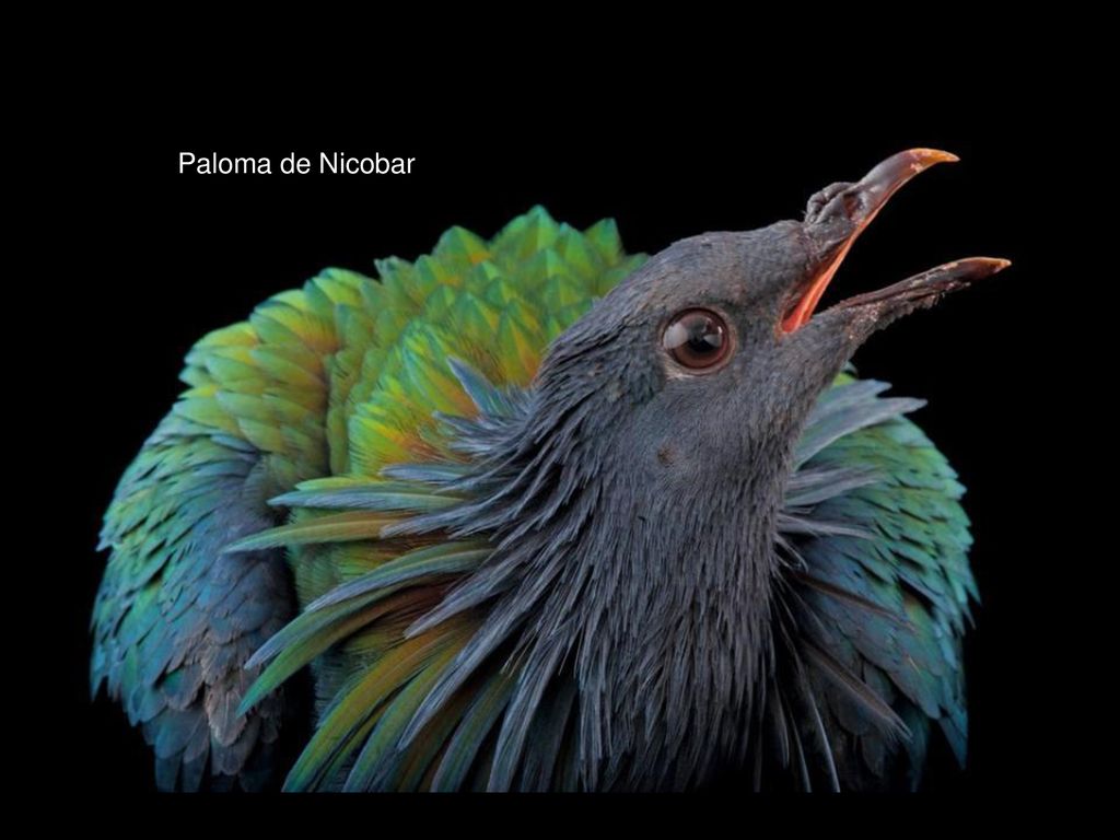 Camaleón pantera Rana cornuda de América del Sur. Paloma de Nicobar. Ardilla roja de la subespecie exalbidus