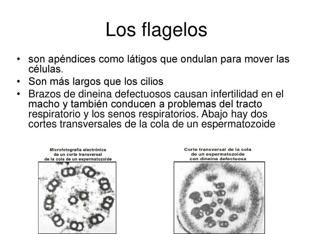 Los flagelos son apéndices como látigos que ondulan para mover las células. Son más largos que los cilios.