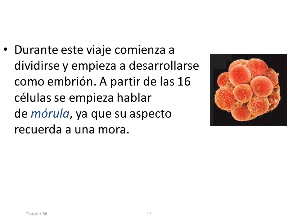 Durante este viaje comienza a dividirse y empieza a desarrollarse como embrión. A partir de las 16 células se empieza hablar de mórula, ya que su aspecto recuerda a una mora.