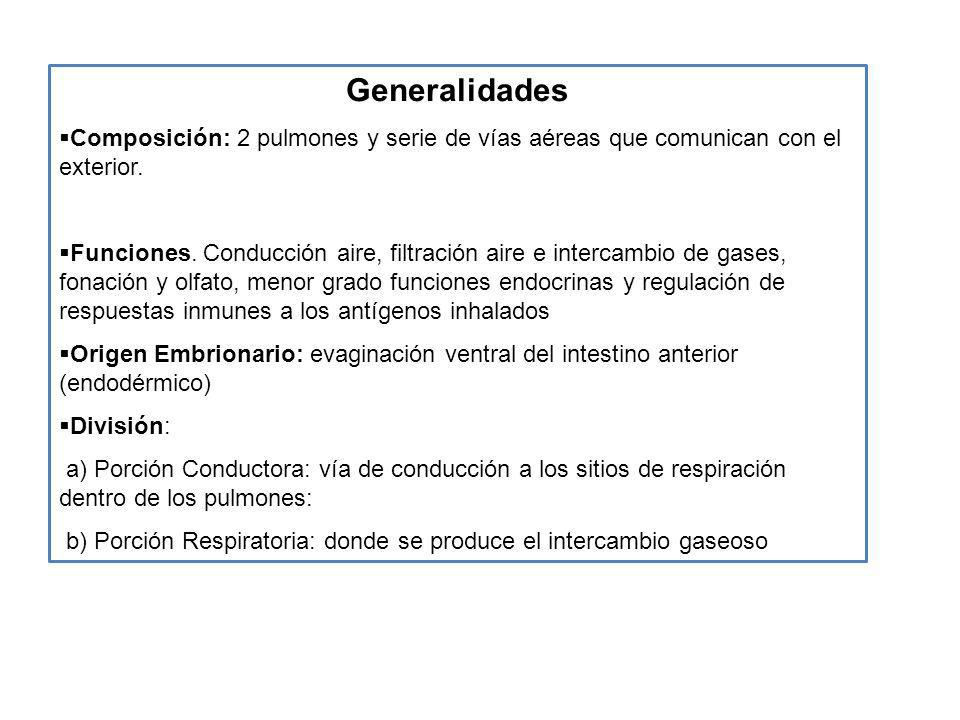 Generalidades Composición: 2 pulmones y serie de vías aéreas que comunican con el exterior.