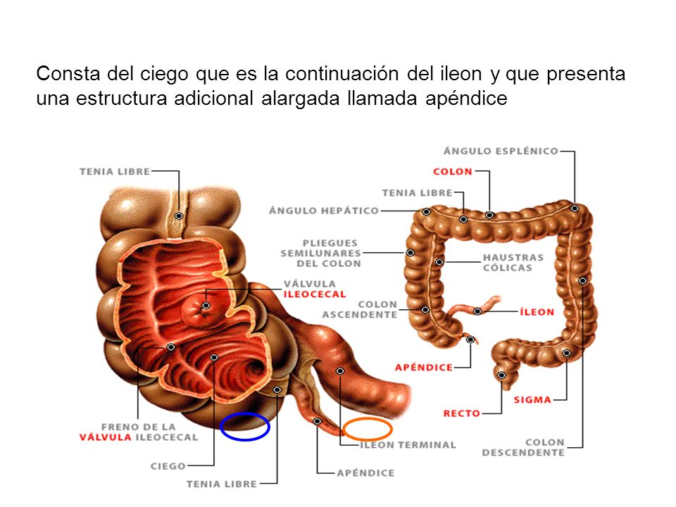 Consta del ciego que es la continuación del ileon y que presenta una estructura adicional alargada llamada apéndice