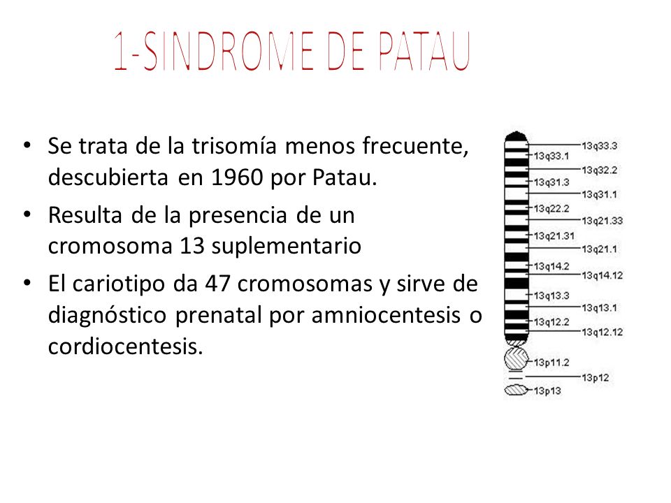 1-SINDROME DE PATAU Se trata de la trisomía menos frecuente, descubierta en 1960 por Patau. Resulta de la presencia de un cromosoma 13 suplementario.