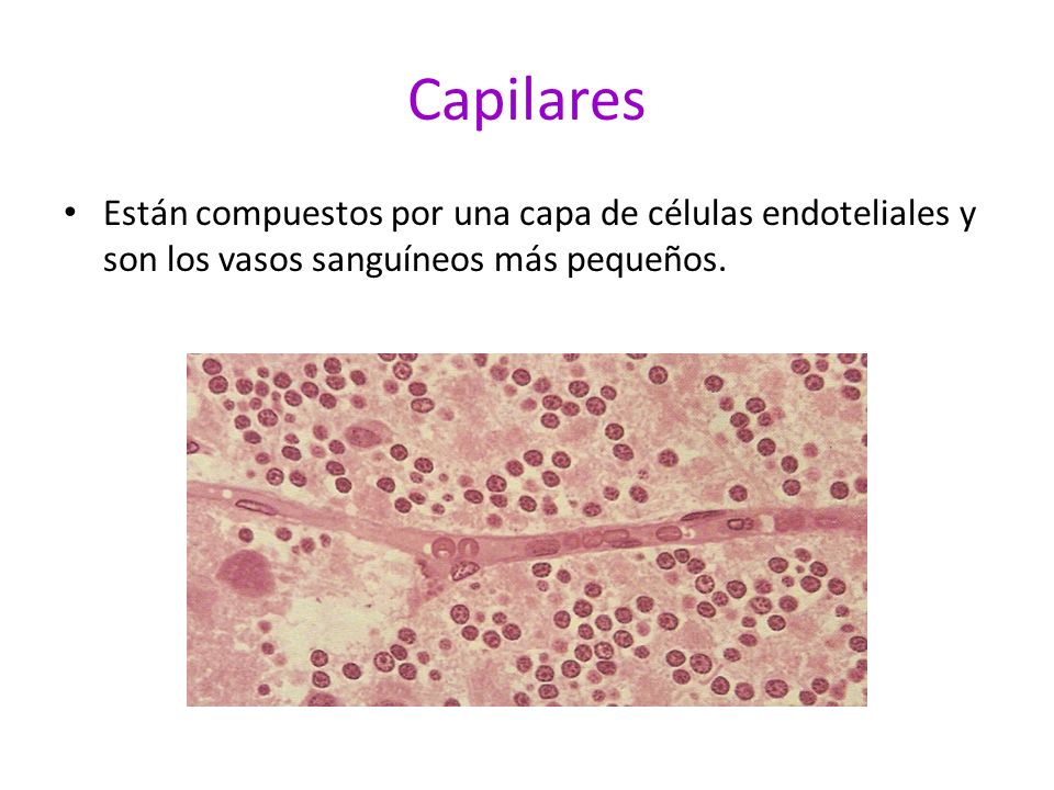 Capilares Están compuestos por una capa de células endoteliales y son los vasos sanguíneos más pequeños.
