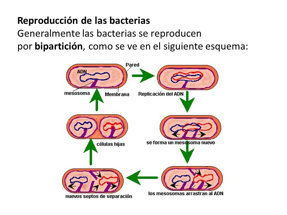 Reproducción de las bacterias Generalmente las bacterias se reproducen por bipartición, como se ve en el siguiente esquema: