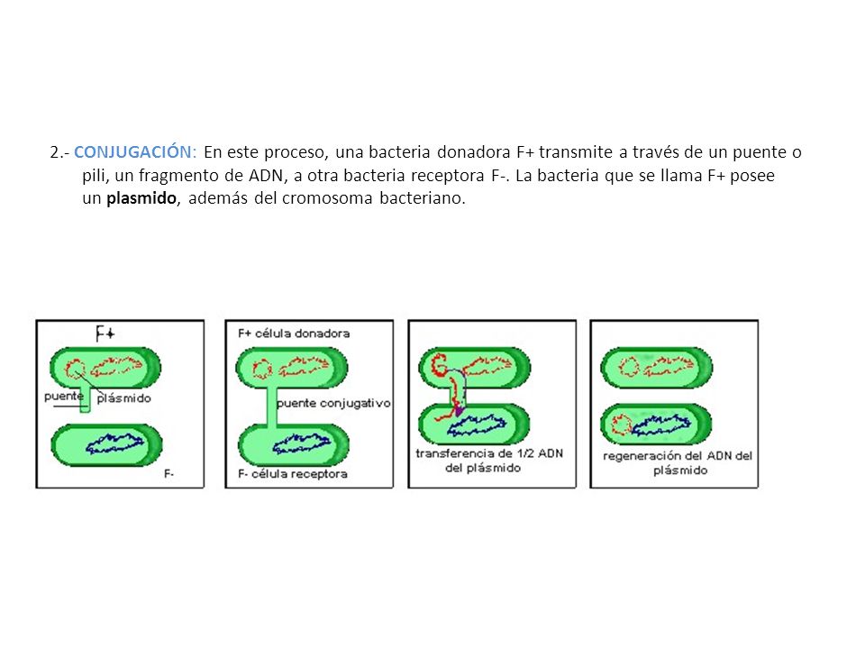 2.- CONJUGACIÓN: En este proceso, una bacteria donadora F+ transmite a través de un puente o pili, un fragmento de ADN, a otra bacteria receptora F-.