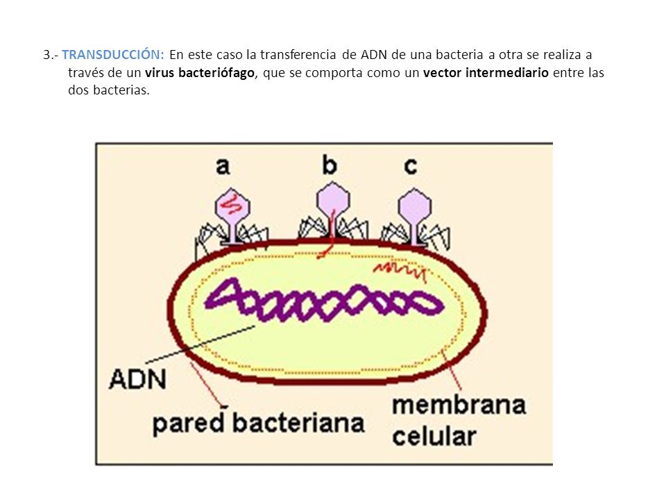 3.- TRANSDUCCIÓN: En este caso la transferencia de ADN de una bacteria a otra se realiza a través de un virus bacteriófago, que se comporta como un vector intermediario entre las dos bacterias.
