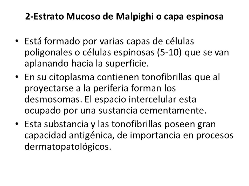 2-Estrato Mucoso de Malpighi o capa espinosa