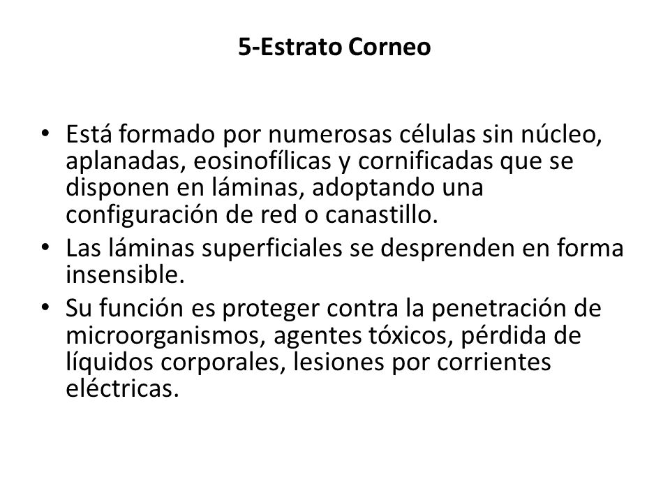 5-Estrato Corneo