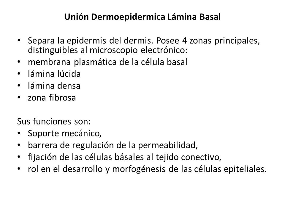Unión Dermoepidermica Lámina Basal