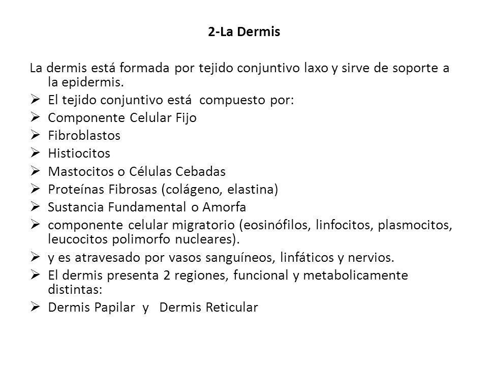 2-La Dermis La dermis está formada por tejido conjuntivo laxo y sirve de soporte a la epidermis. El tejido conjuntivo está compuesto por: