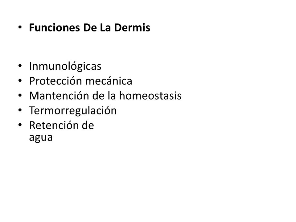 Funciones De La Dermis Inmunológicas. Protección mecánica. Mantención de la homeostasis. Termorregulación.