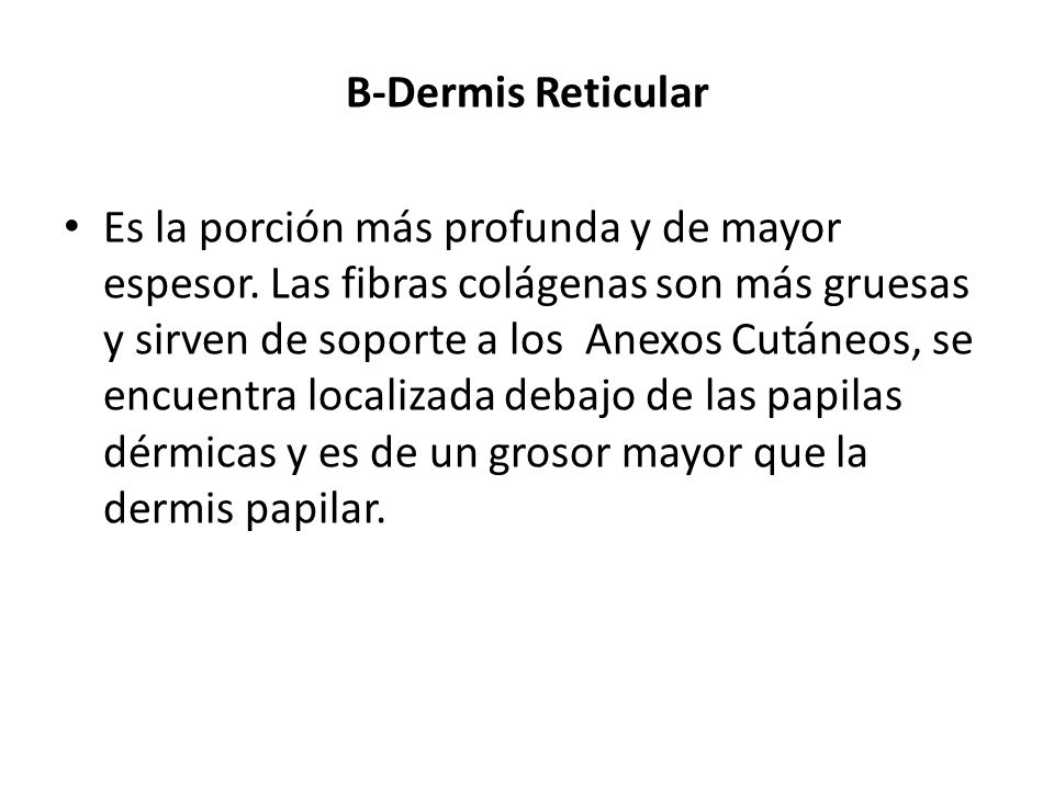 B-Dermis Reticular