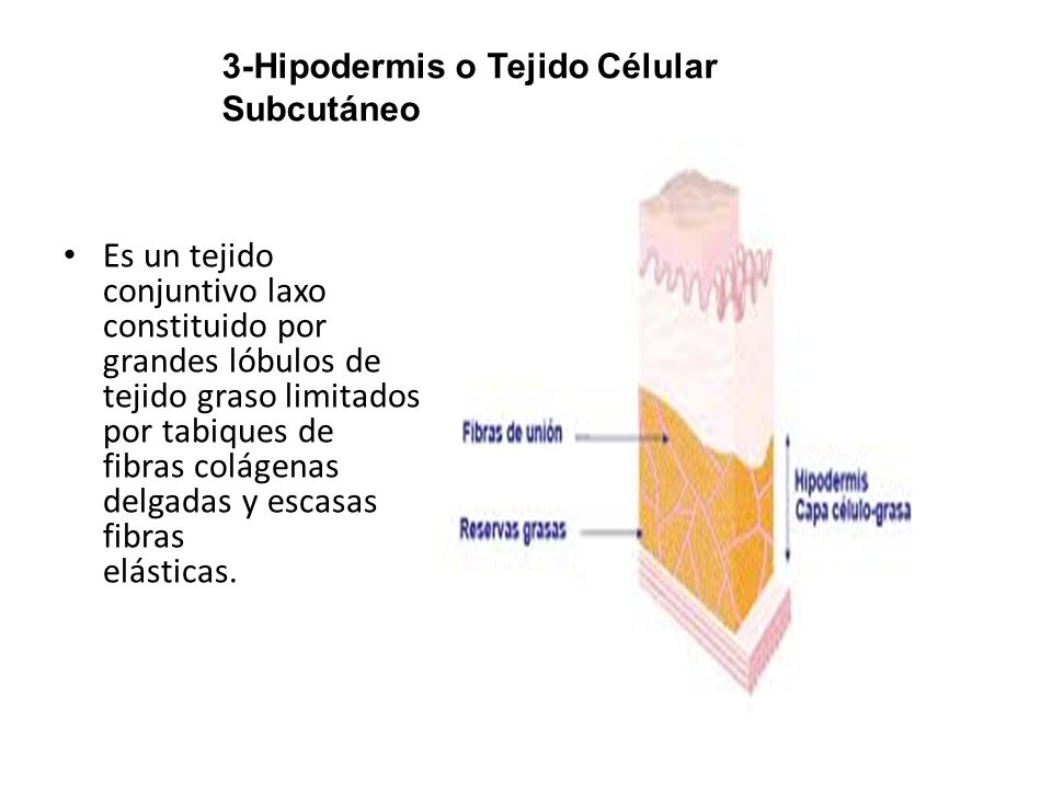 3-Hipodermis o Tejido Célular Subcutáneo