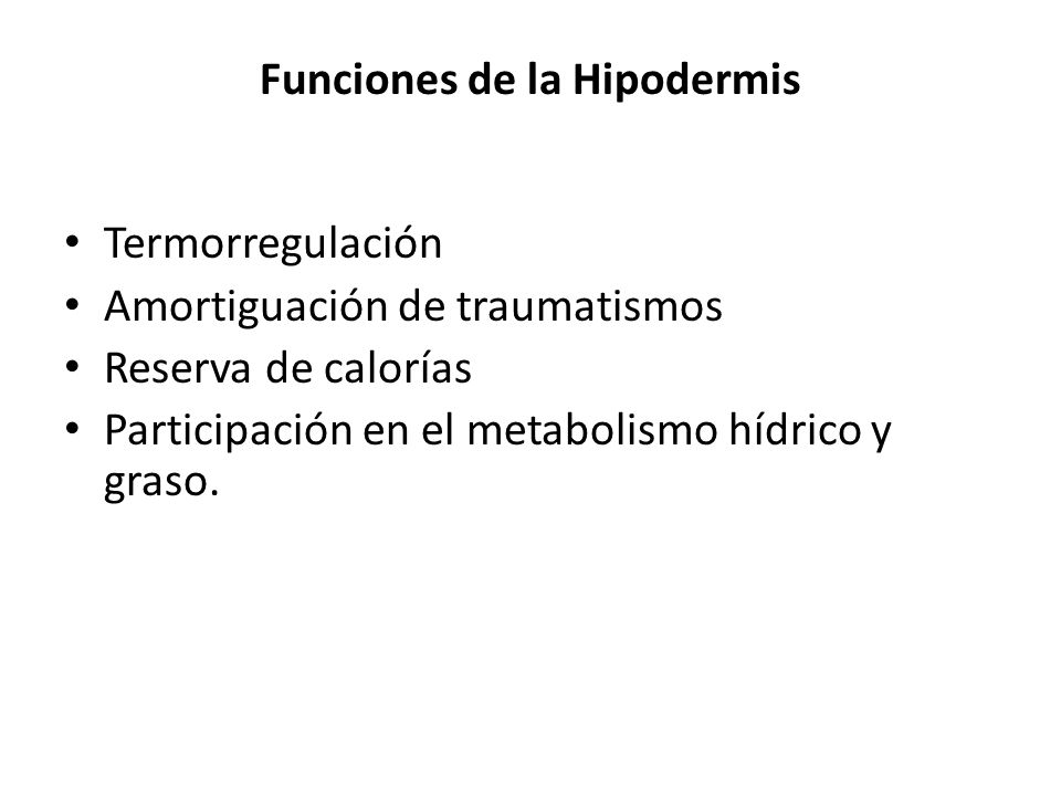 Funciones de la Hipodermis