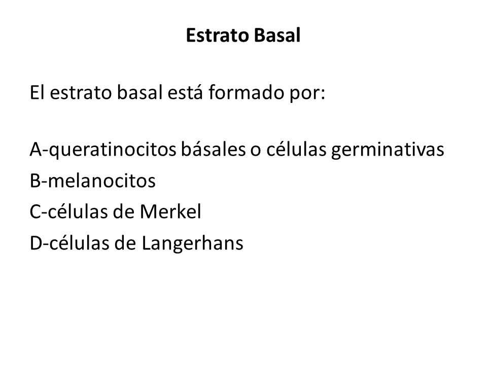 Estrato Basal El estrato basal está formado por: A-queratinocitos básales o células germinativas. B-melanocitos.