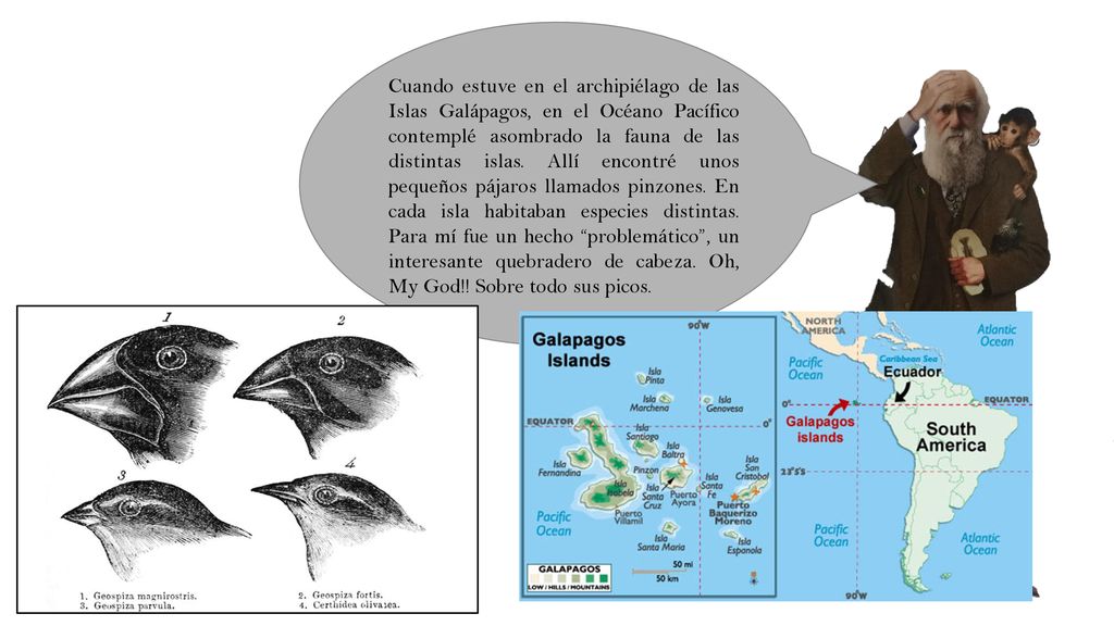 Cuando estuve en el archipiélago de las Islas Galápagos, en el Océano Pacífico contemplé asombrado la fauna de las distintas islas.