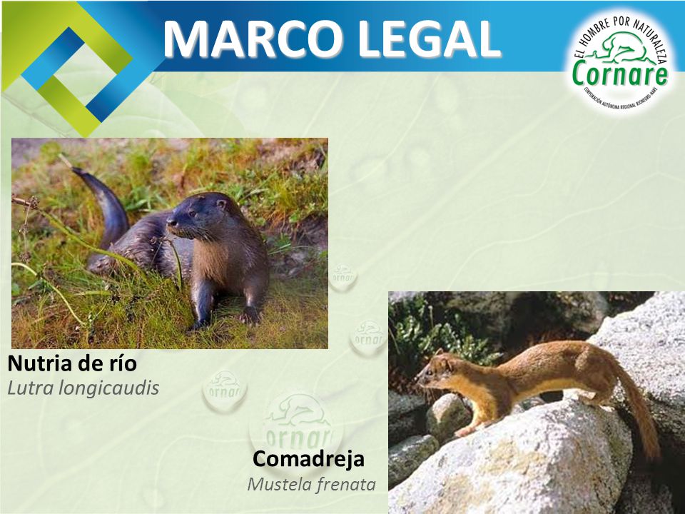 MARCO LEGAL Nutria de río Lutra longicaudis Comadreja Mustela frenata
