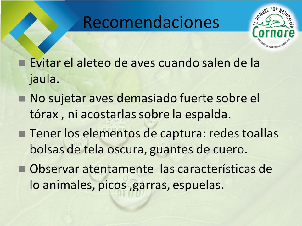 Recomendaciones Evitar el aleteo de aves cuando salen de la jaula.