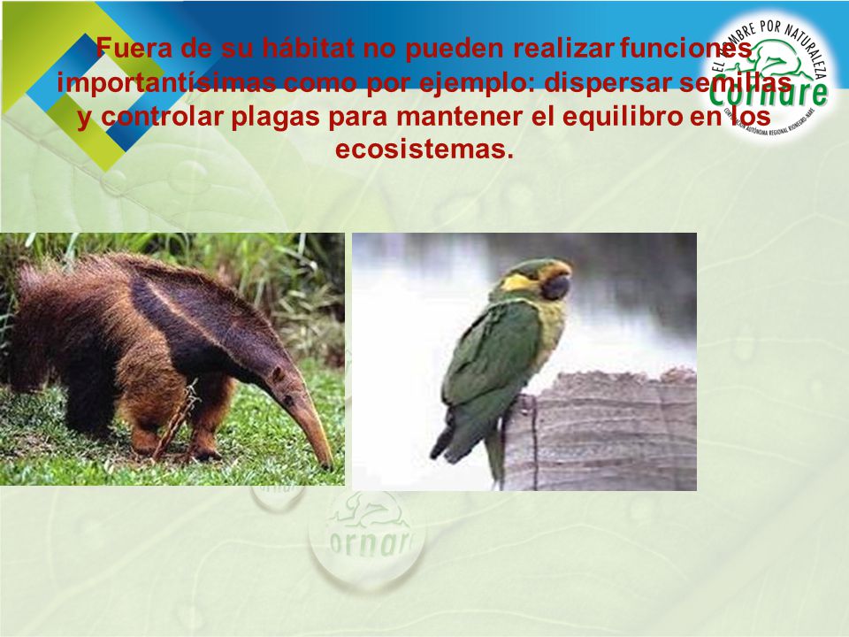 Fuera de su hábitat no pueden realizar funciones importantísimas como por ejemplo: dispersar semillas y controlar plagas para mantener el equilibro en los ecosistemas.