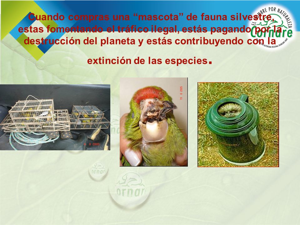 Cuando compras una mascota de fauna silvestre, estas fomentando el tráfico ilegal, estás pagando por la destrucción del planeta y estás contribuyendo con la extinción de las especies.