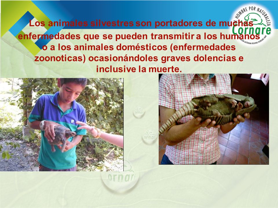 Los animales silvestres son portadores de muchas enfermedades que se pueden transmitir a los humanos o a los animales domésticos (enfermedades zoonoticas) ocasionándoles graves dolencias e inclusive la muerte.