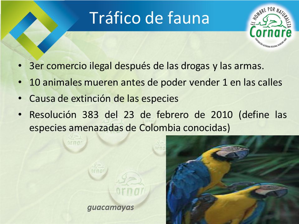 Tráfico de fauna 3er comercio ilegal después de las drogas y las armas. 10 animales mueren antes de poder vender 1 en las calles.