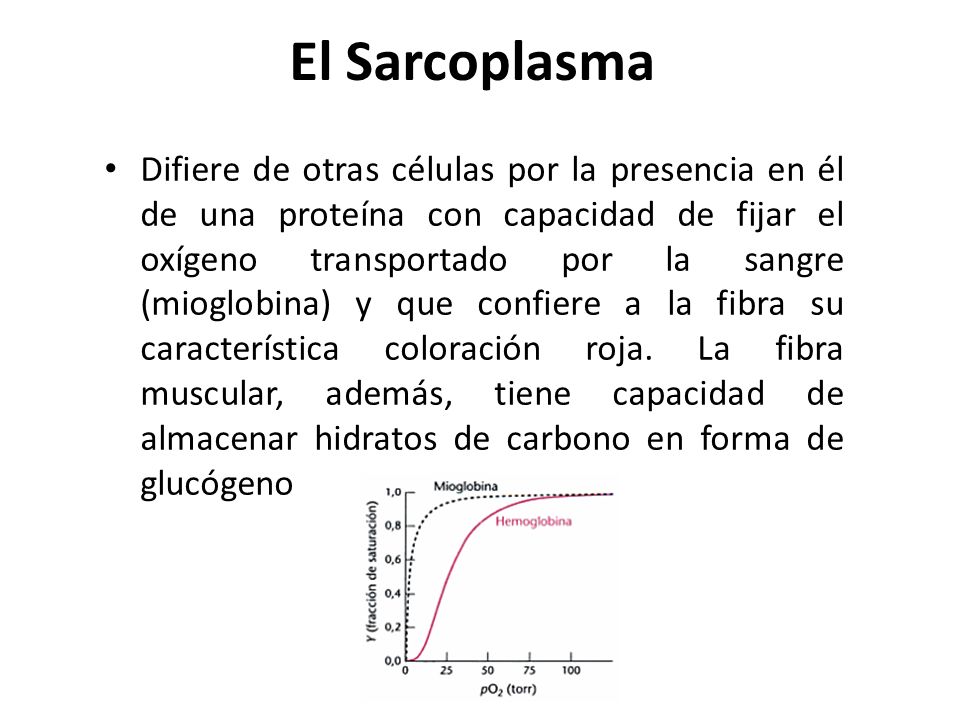 El Sarcoplasma