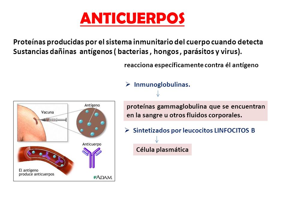 ANTICUERPOS Proteínas producidas por el sistema inmunitario del cuerpo cuando detecta.
