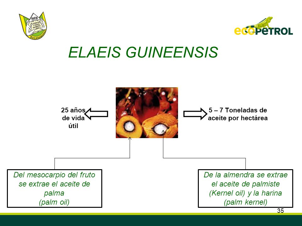 Del mesocarpio del fruto se extrae el aceite de palma (palm oil)
