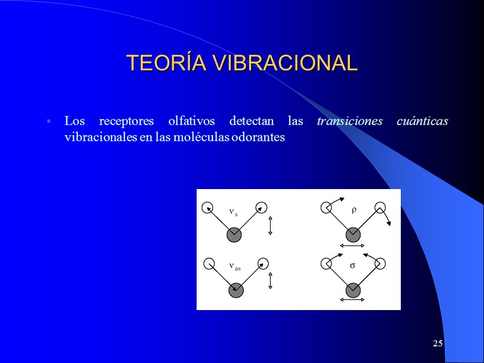 TEORÍA VIBRACIONAL Los receptores olfativos detectan las transiciones cuánticas vibracionales en las moléculas odorantes.