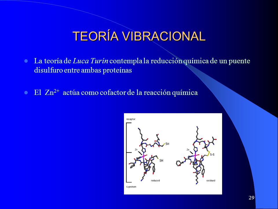 TEORÍA VIBRACIONAL La teoría de Luca Turín contempla la reducción química de un puente disulfuro entre ambas proteínas.
