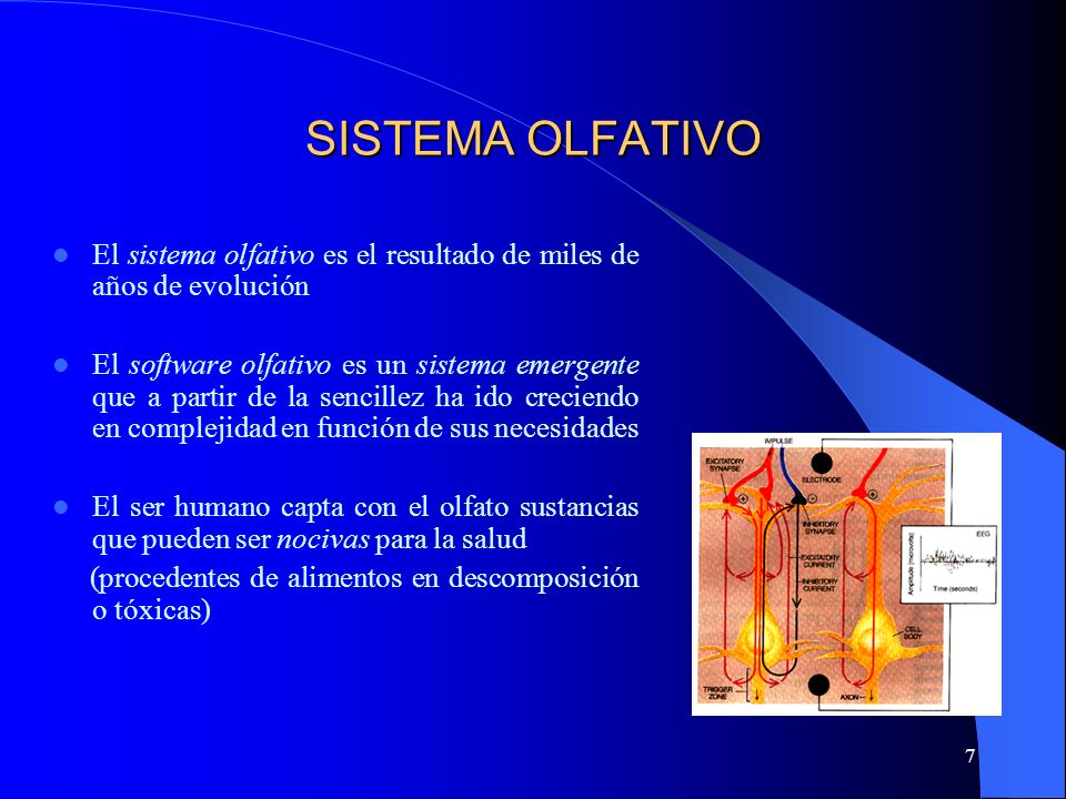 SISTEMA OLFATIVO El sistema olfativo es el resultado de miles de años de evolución.