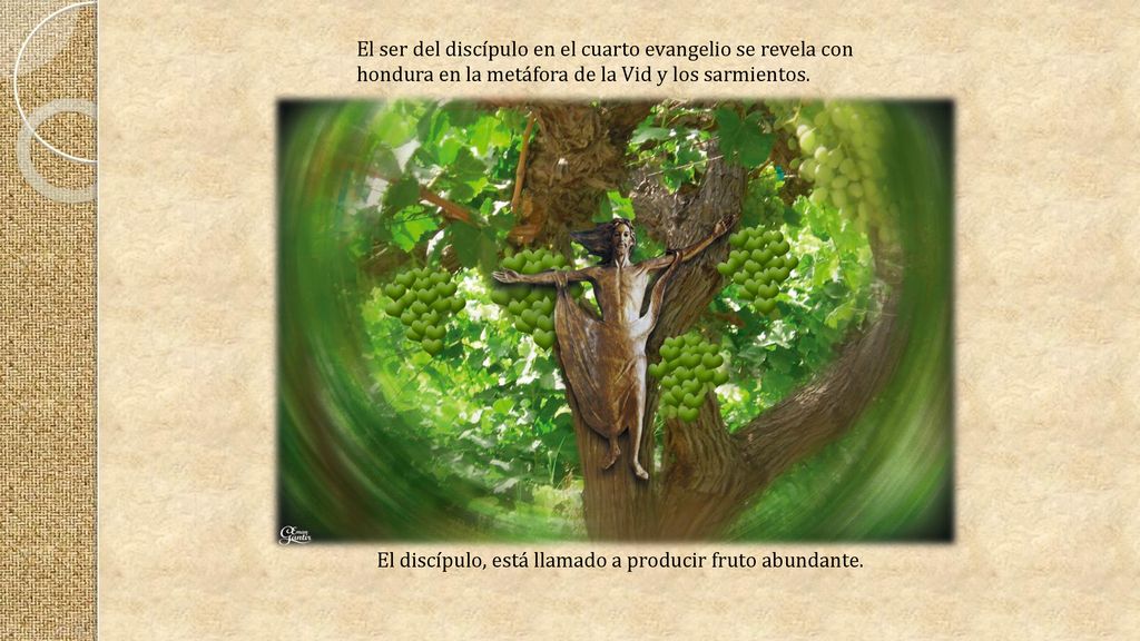 El ser del discípulo en el cuarto evangelio se revela con hondura en la metáfora de la Vid y los sarmientos.