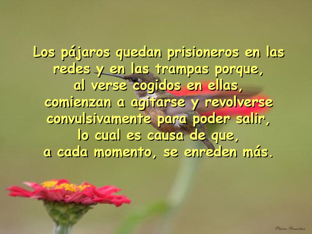 Los pájaros quedan prisioneros en las redes y en las trampas porque,