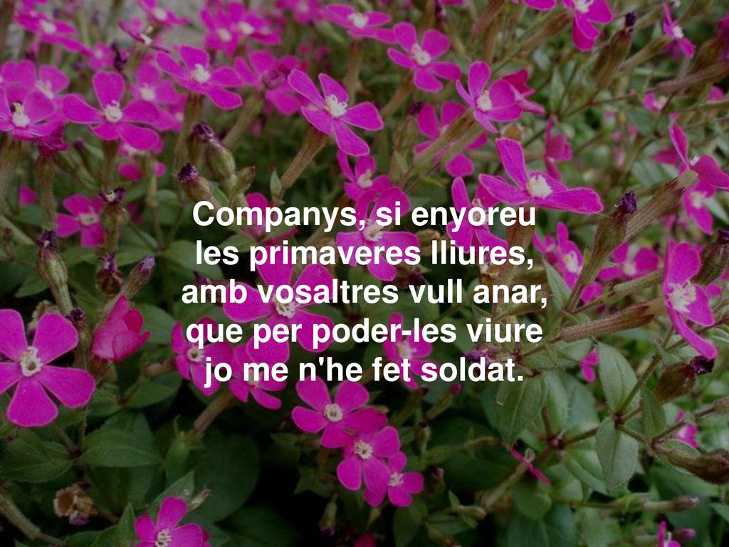 Companys, si enyoreu les primaveres lliures, amb vosaltres vull anar, que per poder-les viure jo me n he fet soldat.