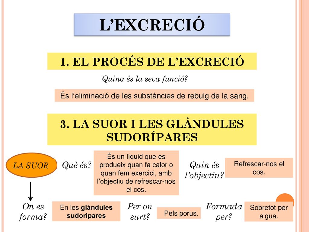 1. EL PROCÉS DE L’EXCRECIÓ 3. LA SUOR I LES GLÀNDULES SUDORÍPARES