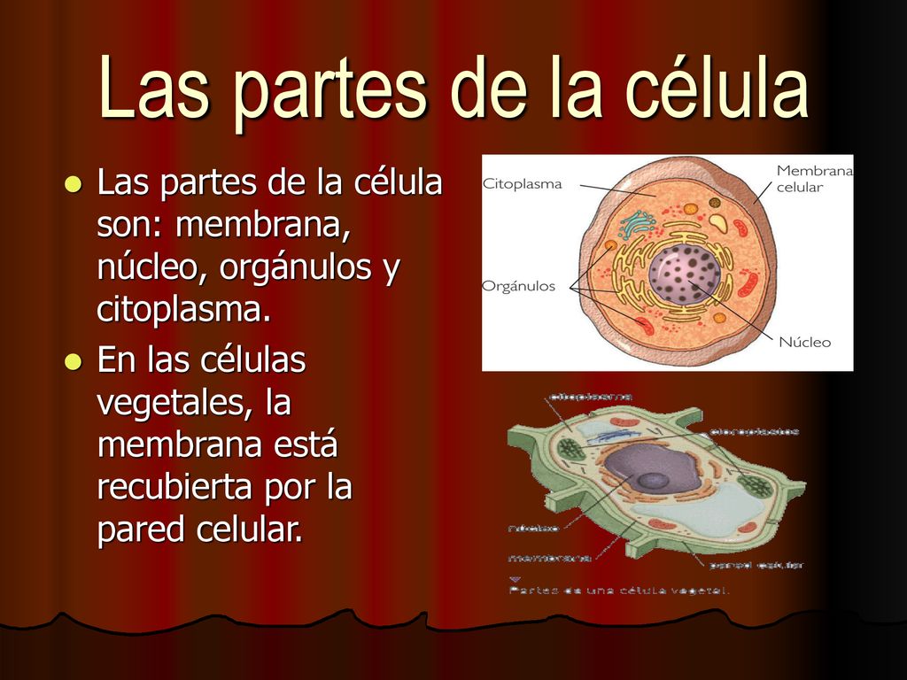 Las partes de la célula Las partes de la célula son: membrana, núcleo, orgánulos y citoplasma.