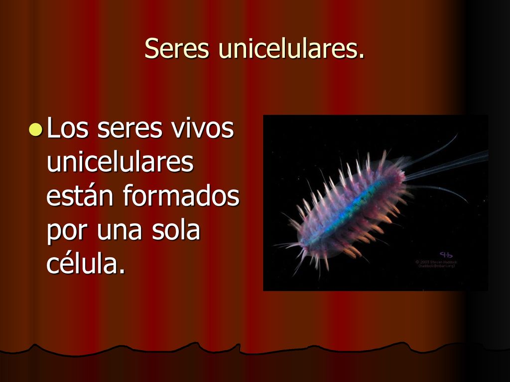 Los seres vivos unicelulares están formados por una sola célula.